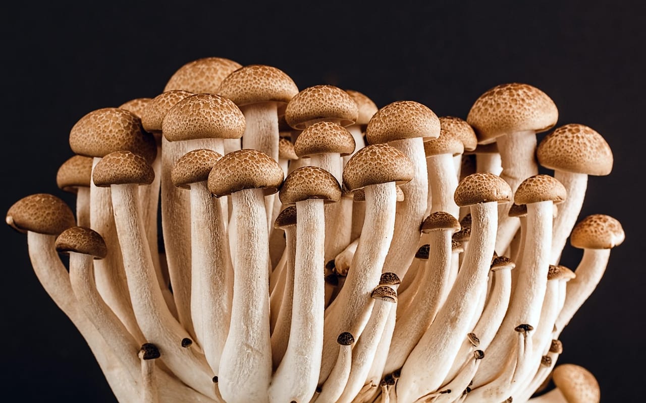 Photo of Mushroom risotto (4 of 4)